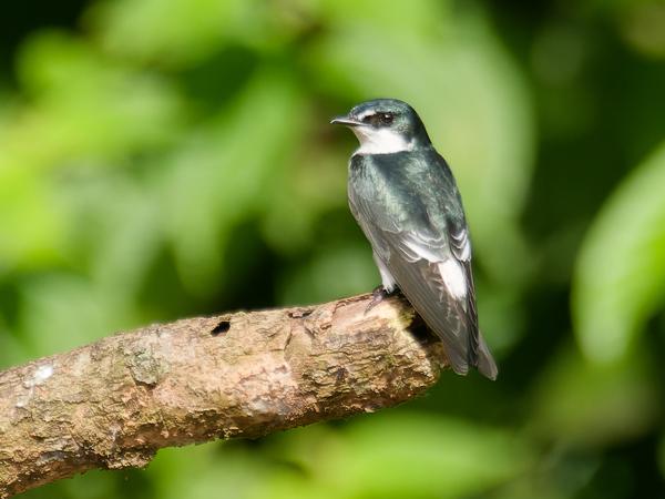 <h3><a href="/trips/costa-rica/biota/animalia/chordata/aves/040 passeriformes/075 hirundinidae/tachycineta albilinea/tachycineta albilinea-nl.html">Tachycineta&nbsp;albilinea</a> / Mangrove&nbsp;swallow / Mangrovezwaluw</h3>OM-1 Mark II met M.300mm F4.0 + MC-14, 1/2000 sec  bij F5.6, ISO 1000, afstand 32.5&nbsp;m